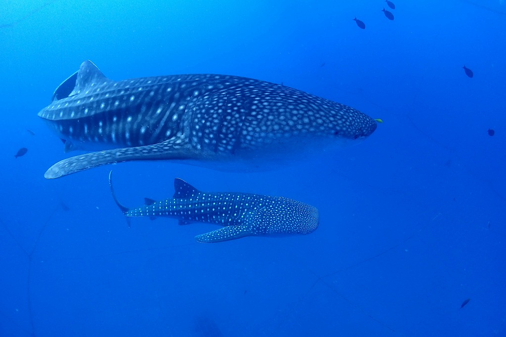 You must see and swim once in a lifetime! Whale shark Boat Fun Diving (Morning or Afternoon time session)