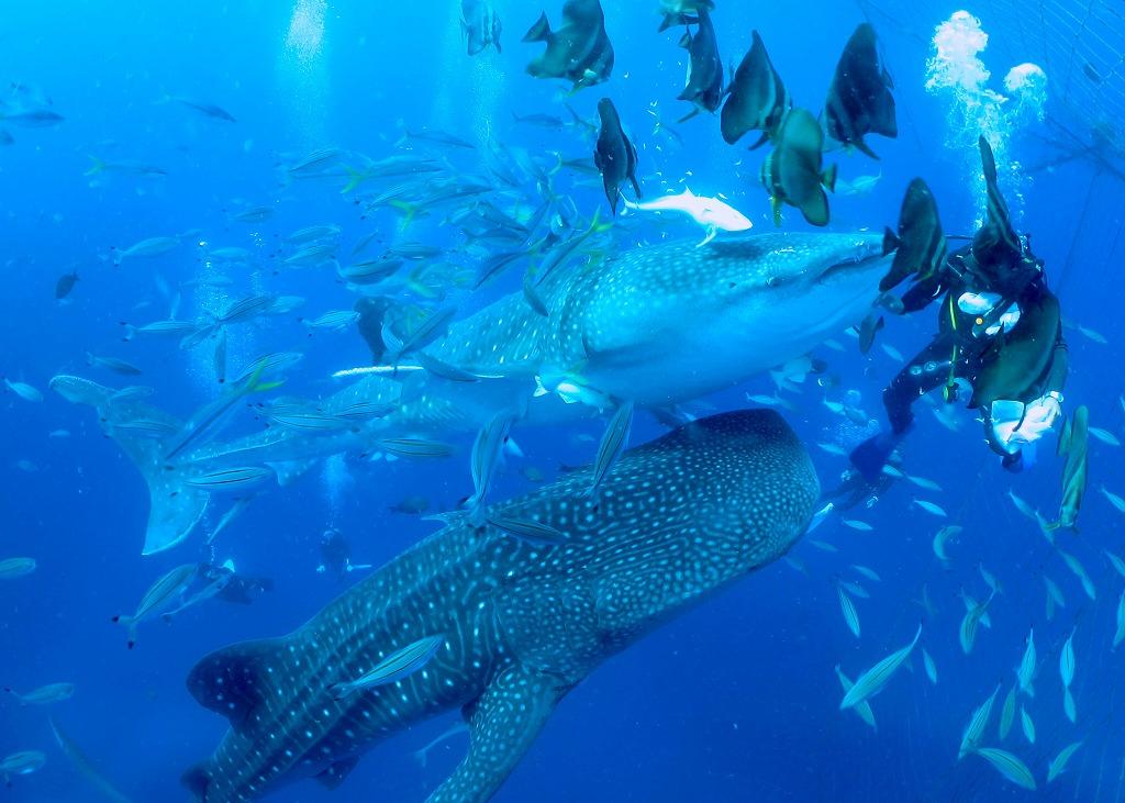 You must see once in a lifetime! Whale shark Boat Intro Diving (Morning time session or Afternoon time session)