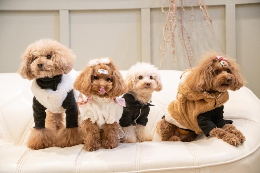 Dog cafe and cat cafe in the heart of Tokyo